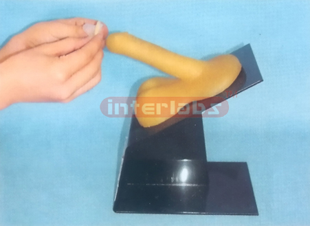 MALE CONDOM MODEL FOR TEACHING AND DEMONSTRATING